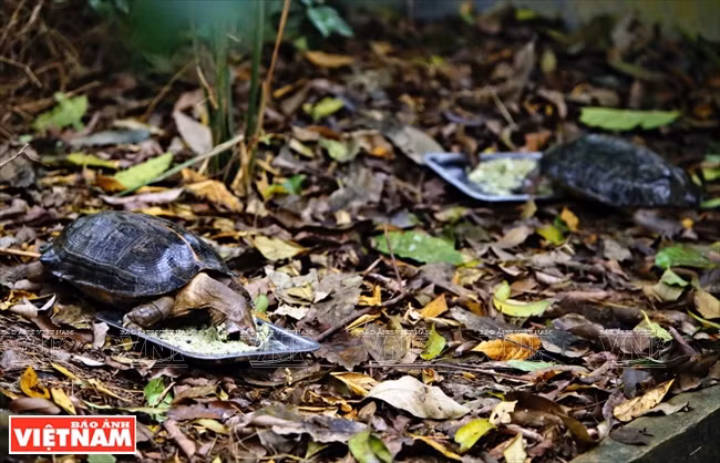  Ajout de calcium à la ration des jeunes tortues au centre de préservation des tortues de Cuc Phuong. 