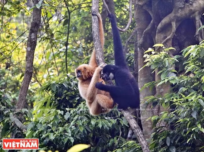  Le centre de sauvetage et de protection des primates en danger (EPRC) de Cuc Phuong préserve 6 espèces parmi les plus rares du monde. 