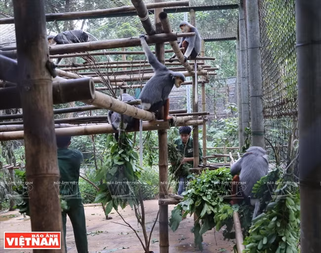  Nourrissage des langurs cha va à pattes grises au centre de sauvetage et de protection des primates en danger (EPRC) de Cuc Phuong. 