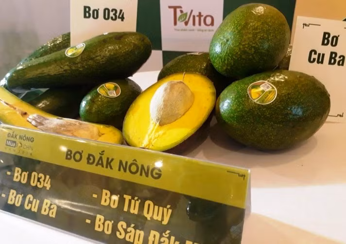 De divers avocats de Dak Nong, province surnommée royaume des avocatiers.