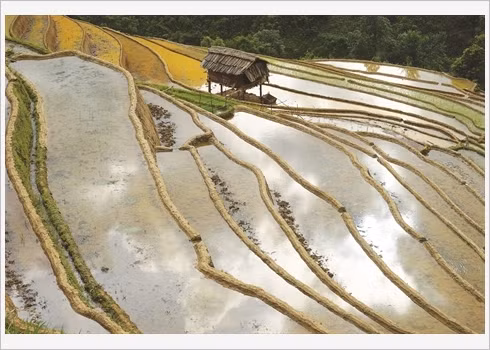 En juin, l’irrigation confère aux rizières, en passe d’être semées, une large palette de couleurs.