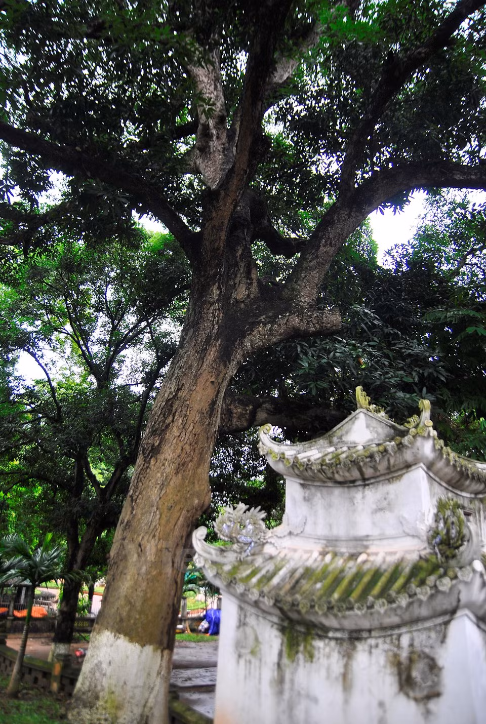 Le temple de Voi Phuc possède neuf arbres de 700 ans. 