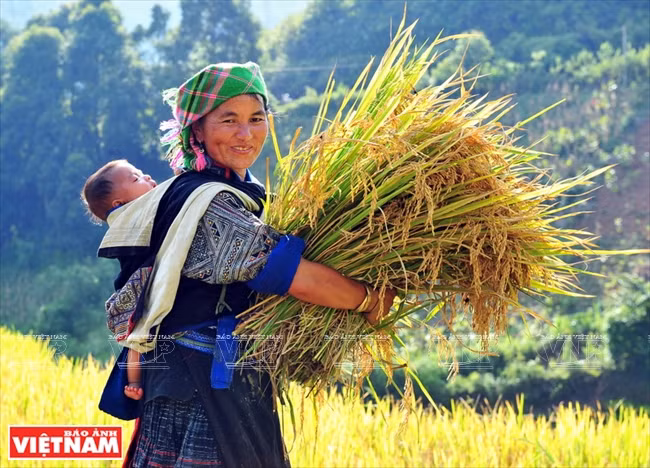 Selon une femme de la commune de Chê Cu Nha (Mù Cang Chai), une fois récolté, le riz sera séché à même le champ environ trois jours, puis battu et emballé et enfin transporté à la maison. 