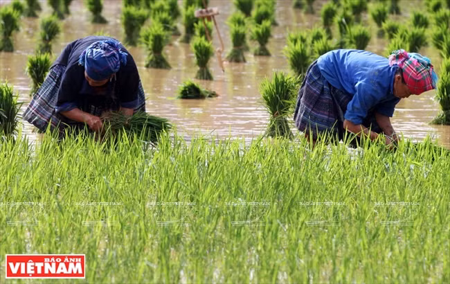 Les H’mông du district de Mù Cang Chai repiquent le riz en mai et juin. 