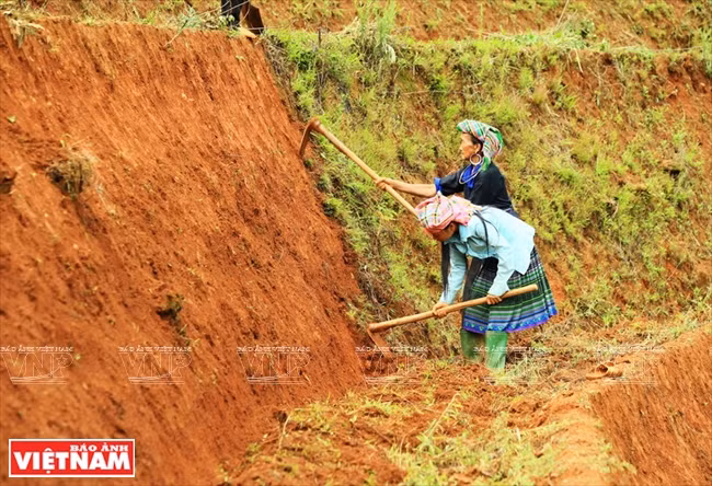 Femmes H’mông à Mù Cang Chai coupent de mauvaises herbes sur les diguettes. 