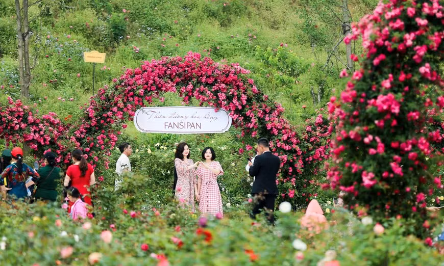 La vallée couvre une superficie d’environ 50.000 mètres carrés et possède 300.000 rosiers de plus de 150 variétés les plus connues au Vietnam et dans le monde. 