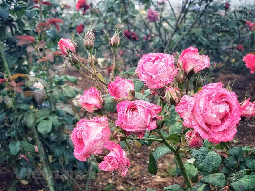 Les touristes peuvent contempler les fleurs nationales qui brillent à côté de celles de renommée nternationale comme les roses dites à un million de dollars : la rose Juliette, la Black Baccara, la Golden Célébration, le Maurice Utrillo, entre autres.