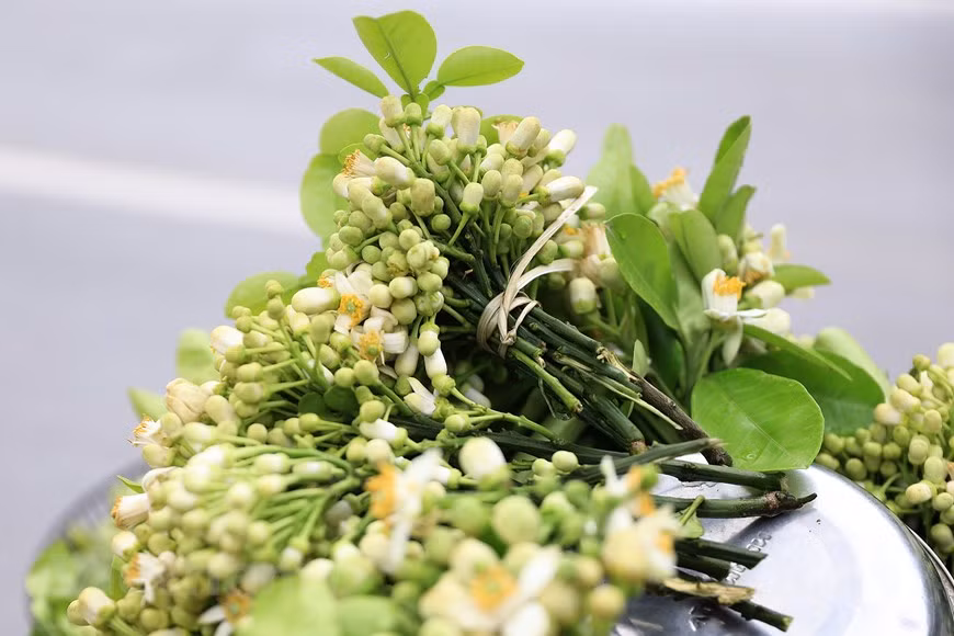 Les fleurs de pamplemousse fleurissent souvent au début de mars. Mais cette année, il ne fait pas très froid, les pamplemousses fleurissent plus tôt. Le prix des fleurs n’est pas plus cher que celui des années précédentes.