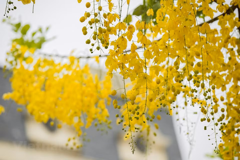 En hiver, le climat, souvent rigoureux, n’empêche pas les Hanoïens de partir à la découverte des fleurs hivernales, surtout les tournesols sauvages (da quỳ) en novembre à Ba Vi et en décembre à Gia Lâm (en banlieue de la capitale). Les mois d’octobre et novembre constituent le moment idéal pour contempler la floraison jaune écarlate des tournesols sauvages au Parc national de Ba Vi à Hanoï. Dès les années 1930, les Français apportèrent des "da quy" sur le mont Ba Vi. Considérées comme de mauvaises herbes pendant longtemps, celles-ci furent détruites lors des nettoyages du parc. En 2014, le comité de gestion du parc a commencé à s’intéresser à l’augmentation de la superficie des tournesols mexicains. Ces fleurs sont devenues maintenant l’un des produits phares du site.