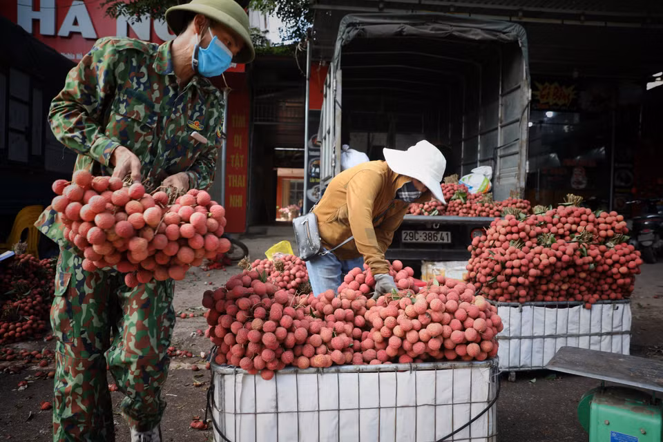 Bac Giang à la saison de la récolte des litchis.