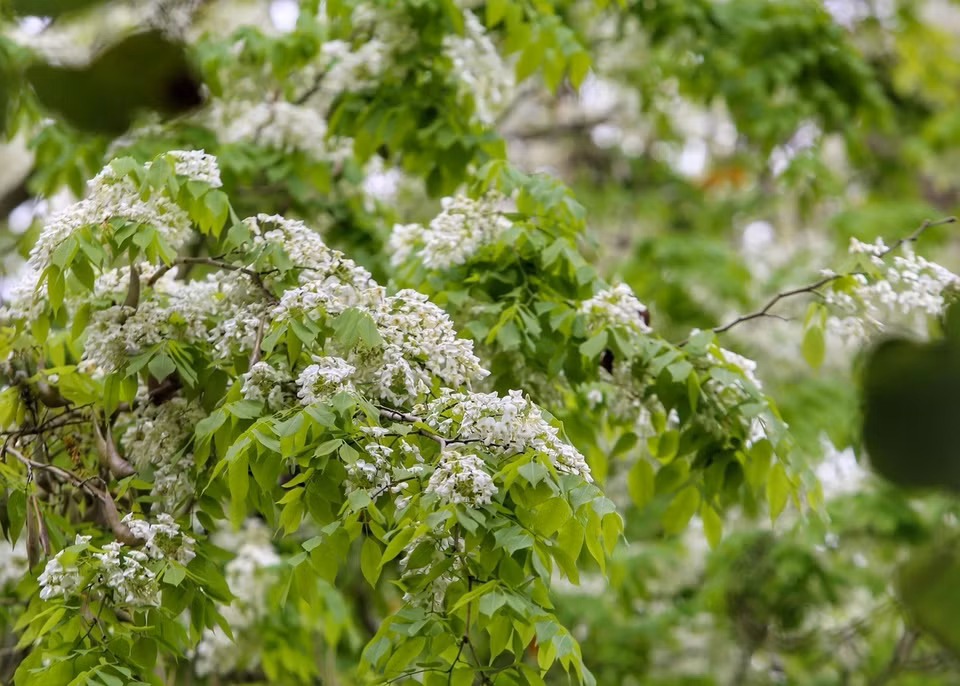 Les arbres "sua" ont été plantés de façon clairsemée dans certaines rues (Phan Dinh Phung, Hàng Dau, Tran Hung Dao, Hoang Hoa Tham, Phan Chu Trinh, Thanh Nien…), ou espaces verts (Jardin botanique, parc Thong Nhat). Il n'est pas aisé de pouvoir admirer les fleurs blanches car elles s'épanouissent seulement pendant quelques semaines au printemps. 