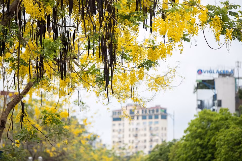 La beauté des fleurs "sua" est étroitement liée à l'image de la capitale d'antan. Selon des experts, il y a deux espèces d'arbres "sua": blanc et rouge. Si les fleurs du premier s'épanouissent entre février et mars, ceux du 2e apparaissent un peu plus tard, en avril. Les arbres "sua" ont été plantés de façon clairsemée dans certaines rues, notamment Phan Dinh Phung, Hàng Dau, Tran Hung Dao, Hoang Hoa Tham, Phan Chu Trinh, Thanh Nien, ou dans des espaces verts (Jardin botanique, parc Thong Nhat). Il n'est pas aisé de pouvoir admirer les fleurs blanches car elles s'épanouissent seulement pendant quelques semaines au printemps.