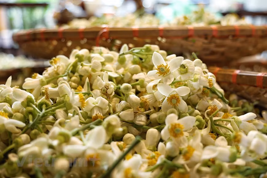 Les fleurs de pamplemousse sont d’apparence simple mais leur parfum est remarquable et ensorcelant.