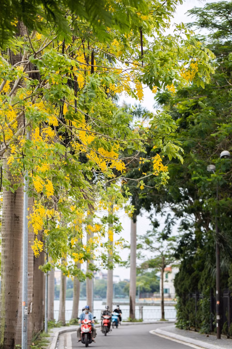 L’automne est sans conteste la saison la plus poétique à Hanoï. Et chacun sait savourer le parfum si atypique des fameuses fleurs dites «sữa» qui marque le début de la saison des feuilles mortes. Ces arbres plantés un peu partout dans la ville embaument surtout les rues Nguyên Du, Quang Trung, Trân Hung Dao, Bà Triêu ou Thanh Niên, au grand plaisir des habitants du quartier et des passants. Le parfum entêtant des fleurs d’Alstonia marque les esprits. Hanoï est vraiment des plus belles à cette période de l’année, lorsque les «fleurs de lait» éclosent. De nombreuses rues sont immergées dans leur parfum suave et unique. Leur odeur forte et âcre est vraiment différente des autres fragrances florales qui embaument la capitale.