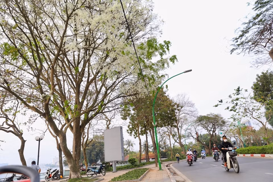 Les fleurs "sua" s'épanouissent seulement pendant quelques semaines au printemps.