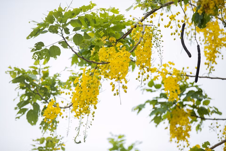Toujours au printemps, la floraison des bauhinies égaie certaines rues de Hanoï, notamment la rue Bac Son. Ces fleurs sont originaires du Nord-Ouest du Vietnam et possède trois couleurs principales: le violet, le blanc et le rouge. Elles sont attachées à une histoire racontant la fidélité l’un pour l’autre d’un couple de l’ethnie Thaï. Les bauhinies s’épanouissent vers la fin de février et en mars dans la région du Nord-Ouest. Les bauhinies, plante emblématique de cette région, sont en pleine floraison à flanc de montagnes et le long des sentiers menant aux villages de Diên Biên Dông, Muong Chà, Tuân Giao et Tua Chua dans la province de Diên Biên. 