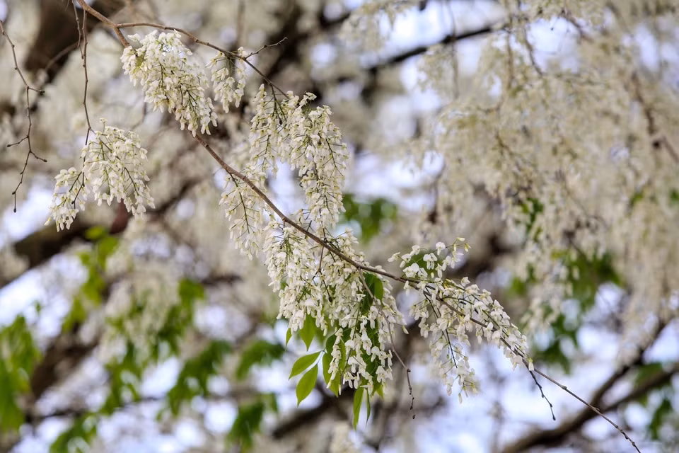 Selon des experts, il y a deux espèces d'arbres "sua" : blanc et rouge. Si les fleurs du premier s'épanouissent entre février et mars, ceux du 2e apparaissent un peu plus tard, en avril. 