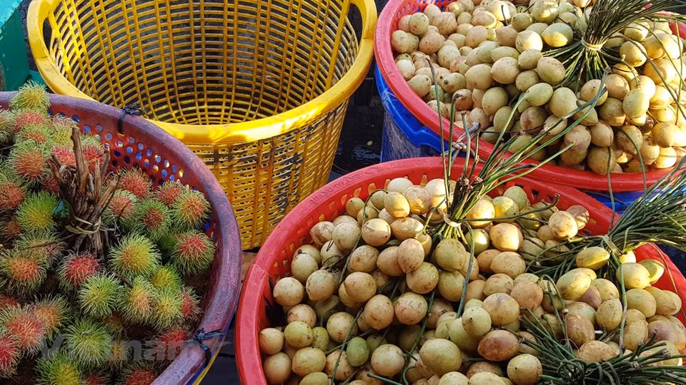 Le marché flottant de Cai Rang est un ballet incessant d'embarcations à moteurs, de petites jonques et de canots qui s'entrecroisent et se faufilent sans jamais se frôler. Nguyên Thi Ngoc Nga, une habitante reconvertie dans le tourisme, explique: "Les touristes vietnamiens viennent nombreux ici en été et lors du Têt, le Nouvel An lunaire. Les étrangers choisissent plutôt la période entre le mois d'octobre et le mois de mars. Je possède trois bateaux et je propose 6 circuits par jour. Le marché est très animé de 5h à 7h du matin. Parfois, les touristes empruntent mes bateaux pour se rendre à l'ancienne maison de Binh Thuy". Photo: VietnamPlus