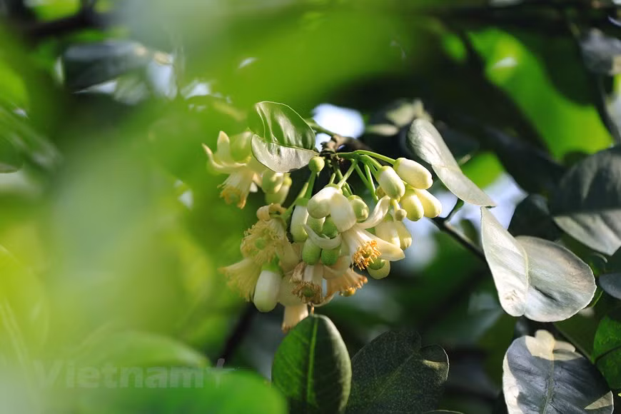 De jolis pétales tout blancs et veloutés s’ouvrent grandement pour étaler des étamines jaunes sur le fonds vert du calice de la fleur dégageant un parfum léger mais envoûtant.