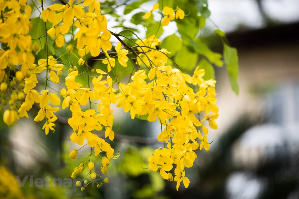 Les fleurs «sữa» s’inscrivent dans l’esprit de chacun lorsque l’on se met à penser à Hanoï avec nostalgie. Les Hanoïens appellent par ailleurs l’automne «la saison des fleurs de lait (alstonia scholaris)». Les arbres d’où elles fleurissent se trouvent le long des rues de la capitale, comme Quan Thanh, Quang Trung et Nguyên Du où l’on trouve les plus vieux spécimens. Leur parfum est vraiment intense, particulièrement du coucher du soleil jusqu’à tard dans la nuit. Blanches comme du lait, d’où leur nom, «hoa sữa», littéralement «fleur de lait», en français, elles n’éclosent qu’à cette période. Les fleurs d’alstonia participent au charme de l’automne hanoïen. 