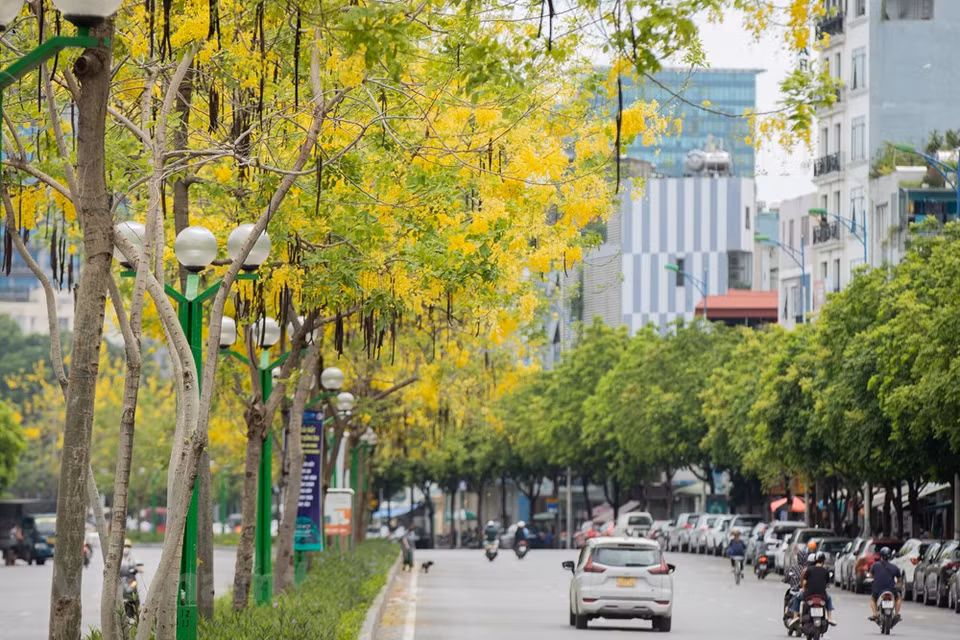 En été, la ville de Hanoï n’est pas seulement attirante avec le jaune de ses Cassia fistula, mais aussi avec le rouge de ses flamboyants et le violet de ses fleurs Bang Lang. Dans le concert estival, les fleurs mauves des Bang Lang (Lagerstroemia speciosa ou lilas des Indes) apportent une note douce à la capitale. Début mai, on voit partout dans les rues de la capitale - Dào Tân, Hoàng Quôc Viêt, Kim Ma, Trân Thai Tông, Nguyên Thai Hoc, Tho Nhuôm, Dinh Tiên Hoang et plusieurs autres -, la couleur mauve des fleurs de Bang Lang qui fleurissent souvent en grappes de 20 cm à 60 cm. Leur feuillage est épais et luisant. 