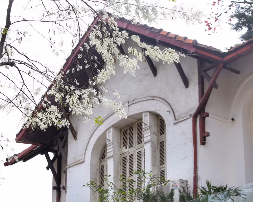 La beauté des fleurs "sua" est étroitement liée à l'image de Hanoï d'antan. 