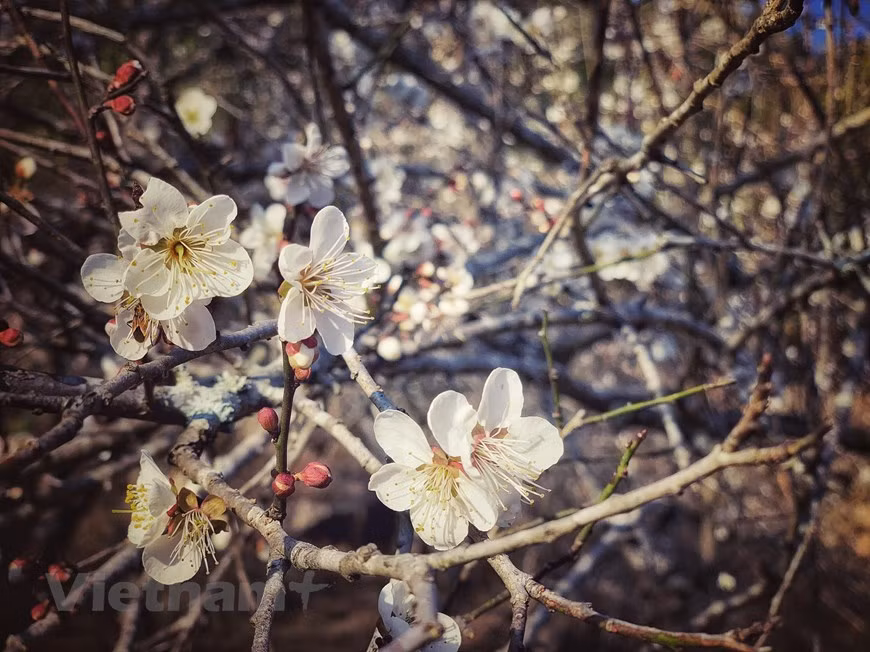  Les fleurs de prunier sont blanches, belles et fragiles au milieu du ciel bleu des montagnes et des forêts du Nord-Ouest. Photo : VNA 