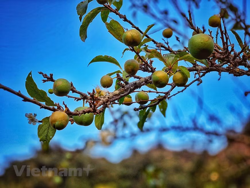  Quand les fleurs de prunier s'estompent, de premières prunes vertes commencent à poindre. Photo : VNA 