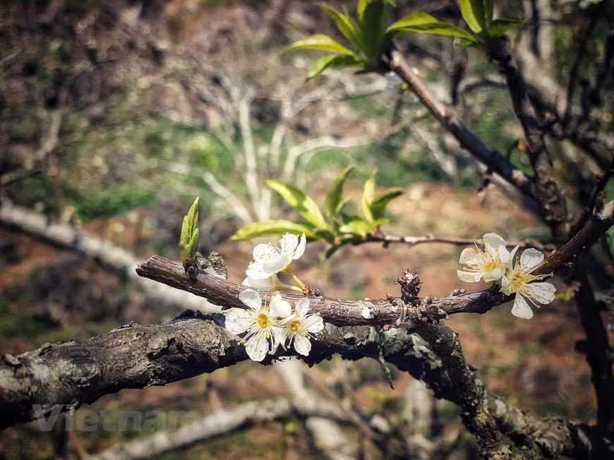  Les dernières fleurs de prunier de la saison de floraison de cette année. Photo VNA 