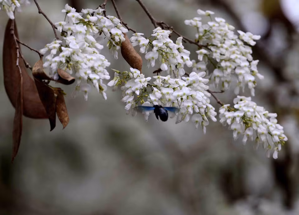 Chaque année, fin février-début mars, quand le temps est encore un peu froid, les fleurs "sua" commencent à fleurir dans les rues et ruelles de la capitale. 