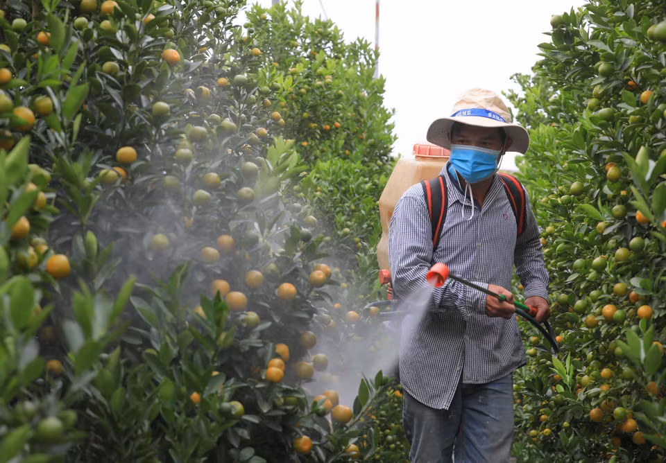 Entretenir les arbustes afin que les fruits soient bien mûrs au Têt nécessite beaucoup de soins. Grâce à la créativité des jardiniers, les kumquats répondent de mieux en mieux aux exigences élevées et diverses des gens, apportant à chacun des couleurs printanières vives et éclatantes. 