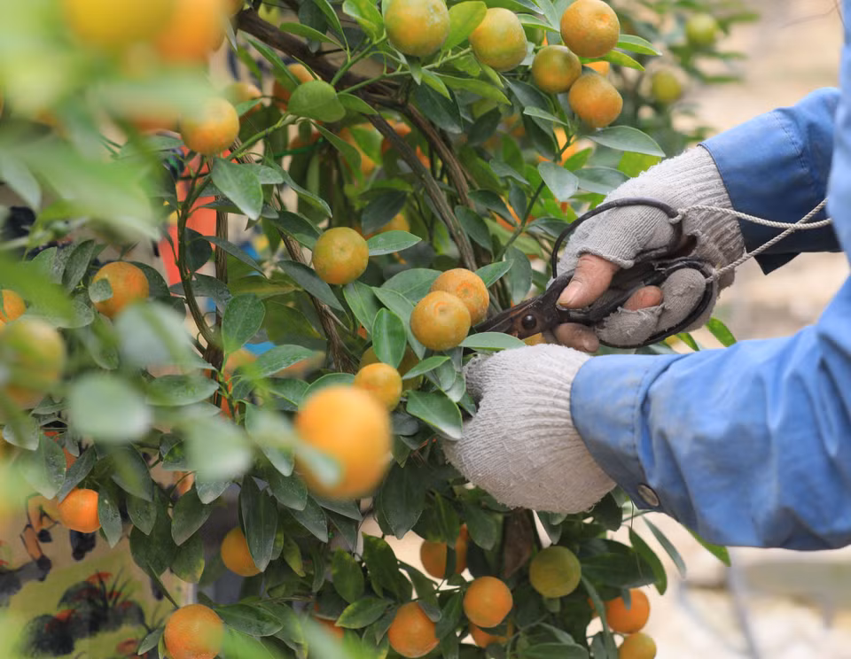 À l’approche du Têt, les producteurs de kumquats sont occupés à les embellir en taillant leurs feuilles. 