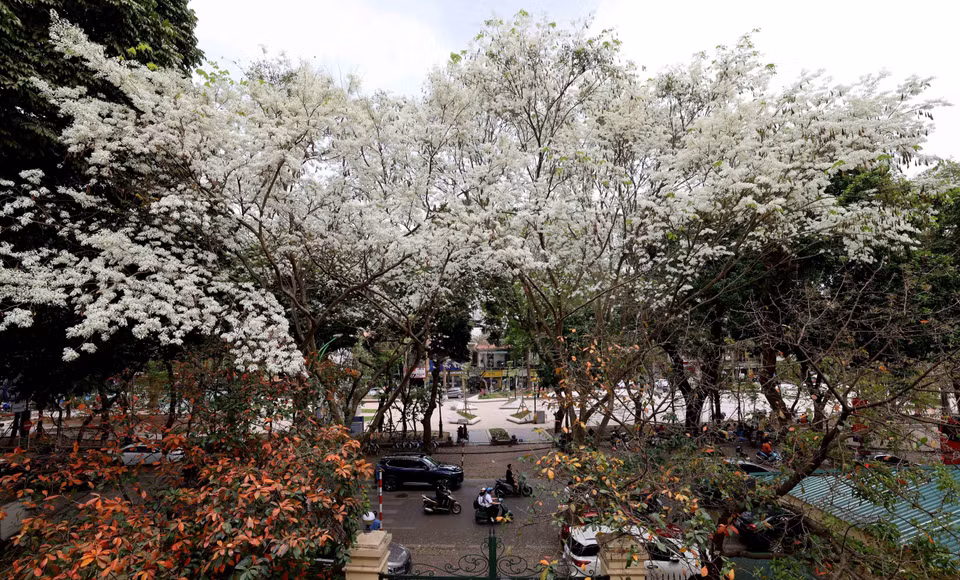 La beauté des fleurs "sua" est étroitement liée à l'image de Hanoï d'antan. 
