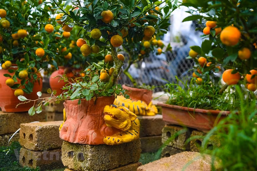  Après le Têt, les kumquats de petite taille sont généralement jetés, mais pas les arbres les plus imposants. Les cultivateurs proposent à des clients d’aller les rechercher et de les replanter dans leurs jardins. Les familles qui acceptent bénéficient d’une réduction sur le prix d’achat. Un recyclage bienvenu au vu du temps nécessaire à la croissance des kumquats et à l’augmentation du prix des semences. Pham Duy Thang fait partie de ceux qui cultivent leurs propres semences, gage de savoir-faire et de qualité. Il ne cache pas son ''attachement à ce métier traditionnel'', qu’il compte poursuivre tant qu’il possède un terrain où faire pousser ses kumquats. Photo : Vietnamplus 