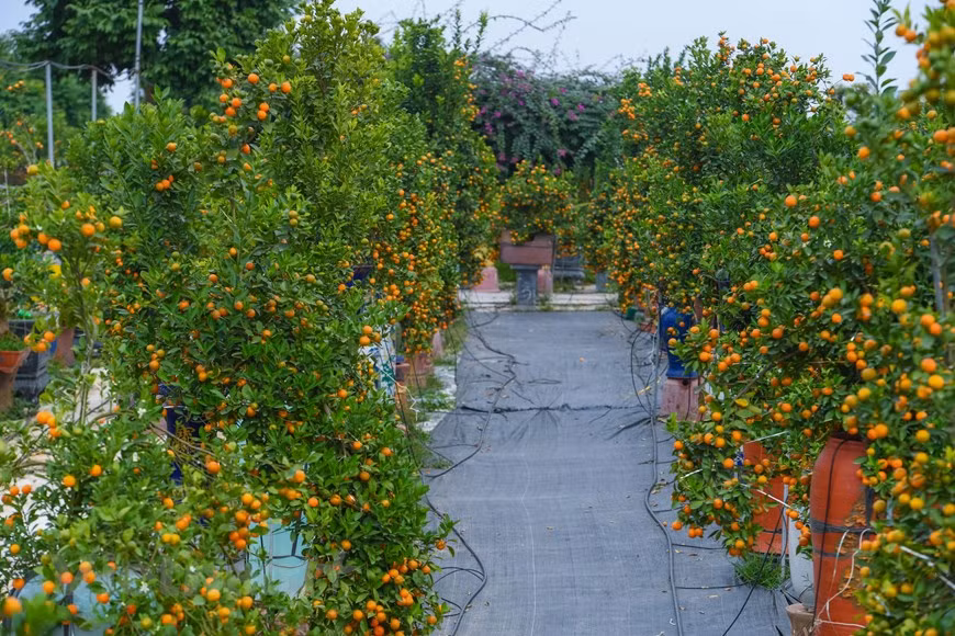  Pour le Têt traditionnel ou Nouvel An lunaire, de nombreuses familles vietnamiennes achètent habituellement des kumquats chargés de fruits, symbole de prospérité, pour les mettre dans leurs maisons. Niché sur les berges du fleuve Rouge, le village de Tu Liên existe depuis des siècles. Il se caractérise par l’horticulture et la culture de kumquats. Autrefois, ce lieu s’appelait Tu Tông. Entre 1961 et 1995, c’était la commune de Tu Liên, du district de Tu Liêm, dans la proche banlieue de Hanoï. En 1995, il est devenu le quartier de Tu Liên et fait partie de l’arrondissement de Tây Hô, à Hanoï. Photo: Vietnamplus 