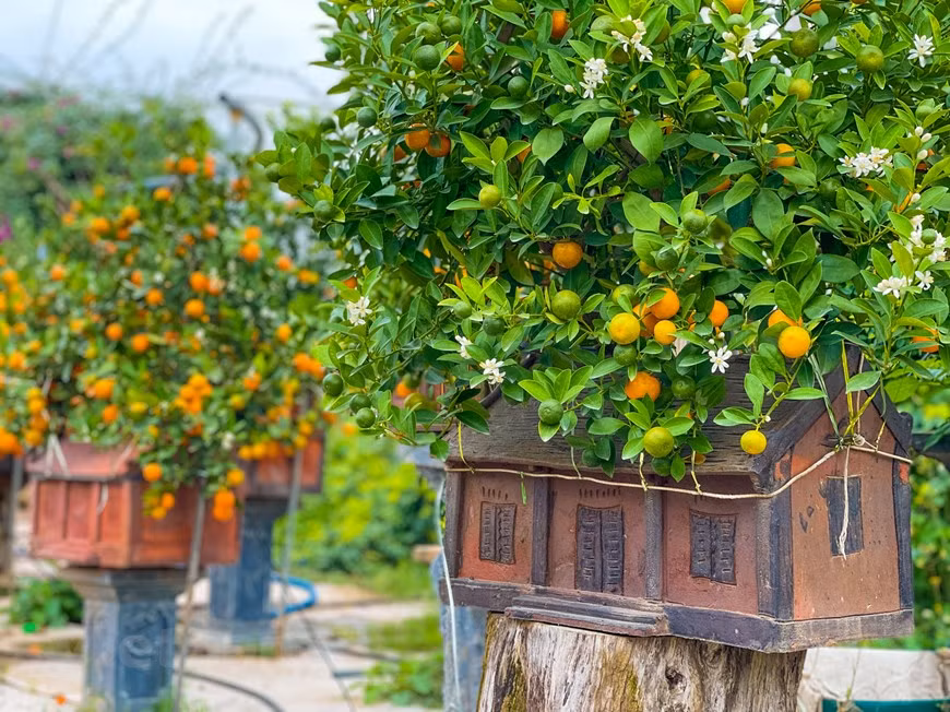  Toujours d’après Mme Ngô Thu Trang, à ce jour, de nombreux clients ont déjà fait des commandes et rapporteront des plantes quelques jours avant le Têt. Un pot de bonsaï-kumquat chargé de fruits dorés cultivé à côté d’une vieille maison miniature n’est pas seulement un loisir pour le Têt, mais également une œuvre d'art. De nombreux clients sont prêts à payer des dizaines de millions pour posséder un bonsaï magnifique et unique. Les modèles de maisons en miniature sont méticuleusement conçus, fabriqués à la main par des artisans du village de poterie de Phu Lang, dans la province de Bac Ninh, au Nord. Ces vieilles maisons ont été inspirées par les œuvres du peintre Bui Xuan Phai. Avec ces bonsaïs, Mme Trang veut combiner les caractéristiques anciennes et modernes de la culture vietnamienne. Photo : Vietnamplus 