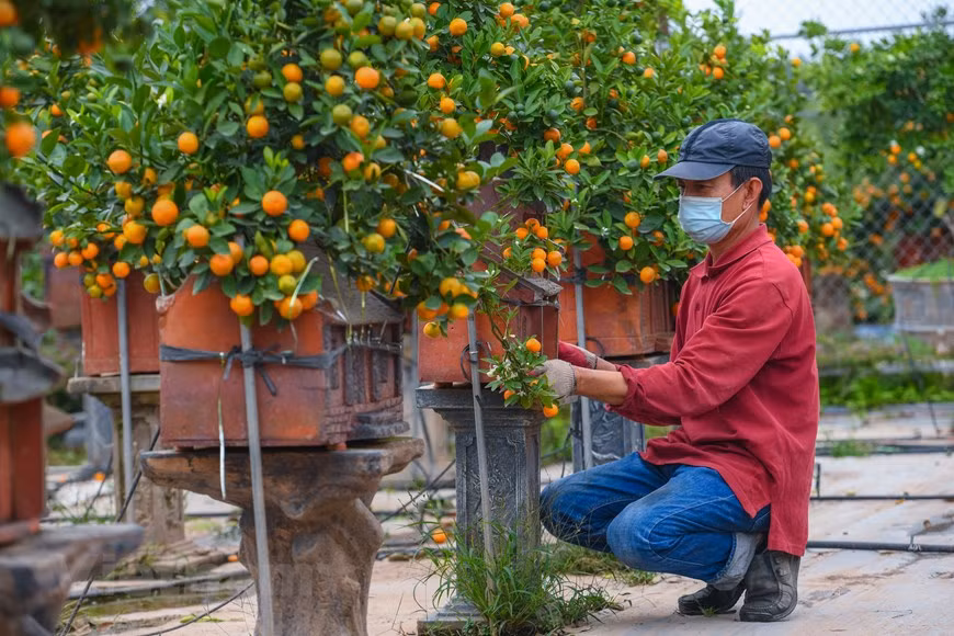  Selon un artisan à Tu Lien, les arbustes sont d’abord cultivés dans le champ avant d’être mis en pot. Vient ensuite l’étape des soins. En effet, après trois mois, on détache les feuilles pour que les bourgeons puissent se développer. Les premiers fruits et bourgeons apparaissent puis fleurissent à partir du 6e mois jusqu’au 8e mois lunaire. Au 10e mois lunaire, les commercialisations de kumquats peuvent commencer. Les bonsaïs constituent toujours une particularité de Tu Liên. D’une hauteur de 20 à 50 cm, chaque kumquat bonsaï est planté dans un petit pot dans lequel se trouve un petit trou de 2 à 3 cm de diamètre pour pouvoir y verser de la terre. Un travail qui requiert habileté de par la très petite taille de l’orifice. Photo: Vietnamplus 