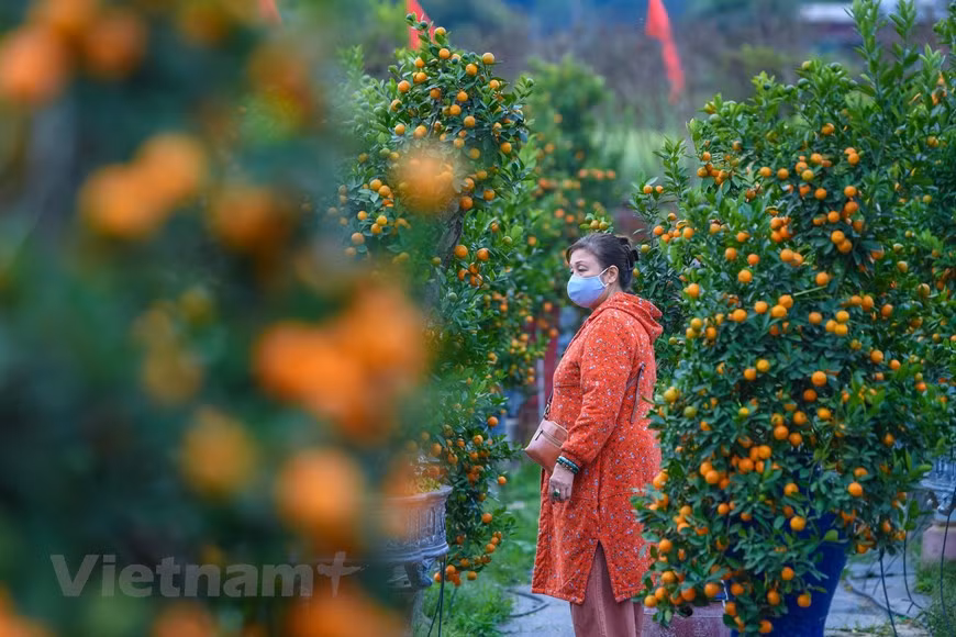  Traditionnellement, en plus des cinq sortes de fruits, des banh chung (gâteau de riz gluant farci de viande de porc et de haricots mungo) et des pêchers, chaque famille se prépare à l’achat de kumquats pour accueillir le Têt afin de s’attirer bonheur et chance pour l’année à venir. Il s’agit de la saison la plus animée de l’année pour les villageois de Tu Liên où on y présente, commercialise et expédie des kumquats au service de la demande grandissante des habitants. Communément, il existe deux sortes de kumquats, ceux de tailles moyennes à grandes et les bonsaïs. Les bonsaïs, de petites formes, exigent davantage de temps, de soins et de minutie de la part des artisans. Et naturellement, leur prix est plus élevé que celui des arbres ordinaires. Photo: Vietnamplus 