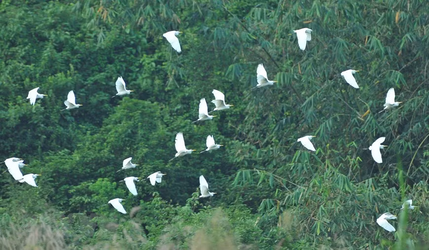 Thung Nham possède un écosystème riche, comprenant plus de 100 espèces de flore et 150 de faune. Photo: VNA