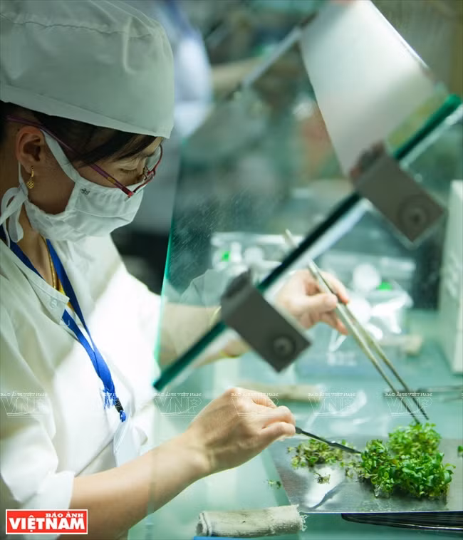 Séparation des tissus dans un laboratoire de la société Rung hoa Da Lat. 