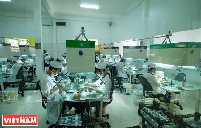 La société par actions de biotechnologies Rung hoa Da Lat est la première exploitation d’Asie du Sud-Est à avoir développé la culture tissulaire in vitro en horticulture.