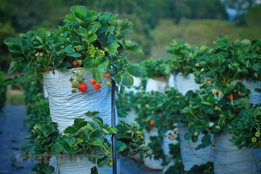  En 2021, Dalat Hasfarm compte expédier à titre d’essai sur le marché japonais environ 1,3 million de tiges de calimero. D’ici 2022, cette fleur sera exportée largement vers différents marchés d’Asie - Pacifique. Déjà présente dans dix pays du monde, Dalat Hasfarm a été choisie par la revue américaine Flowers Tech comme "le premier exportateur de fleurs en Asie du Sud-Est". Quant à elle, la compagnie Rung Hoa Dà Lat (littéralement "Forêt de fleurs de Dà Lat") est surnommée "la Banque de semences de fleurs du Vietnam". Son laboratoire, équipé d’une chaîne de production moderne française, est capable de produire in vitro quelque 24 millions de pieds par an, dont une grande quantité exportée. Photo : VietnamPlus 