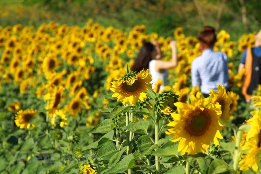  Chaque saison a ses fleurs. Celle des régions tempérées sont particulièrement nombreuses. On pourrait citer la lavande, le pissenlit, la tulipe, le lis, le glaïeul, l’œillet, la pensée, la violette, la marguerite, le tournesol, le bégonia, le mimosa, la fleur de cerisier, le flamboyant violet… Les tournesols fleurissent à Dà Lat de mai à juin et de novembre à décembre. Le meilleur moment pour visiter un jardin de tournesols est de 8h à 10h ou de 15h à 17h. Ici, les visiteurs sont fascinés par les centaines de parfums provenant de différents jardins de fleurs. Pas étonnant donc que Dà Lat fleurisse toute l’année. Photo : VietnamPlus 