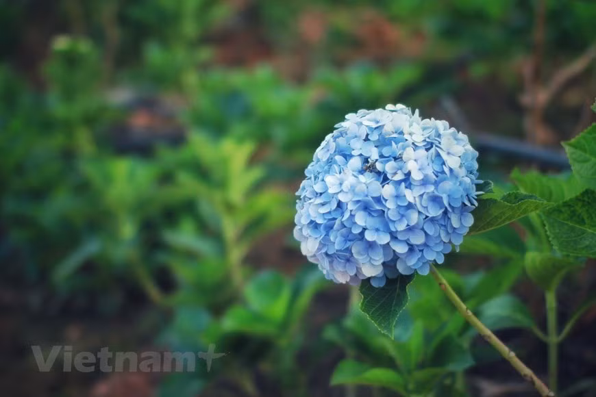  Ces derniers temps, Dà Lat est aussi devenue une grande exportatrice de fleurs fraîches. "La quantité de fleurs exportées ne représente actuellement que 10% de la production annuelle", informe Nguyên Van Bao, directeur en chef adjoint de Dalat Hasfarm, première compagnie exportatrice de fleurs du Vietnam. La recherche de semences de bonne qualité et la culture de fleurs standardisées exportables sont au cœur de la stratégie de Dalat Hasfarm. Le groupe importe des semences de fleurs rares, et crée par croisement de nouvelles variétés. La compagnie a ainsi réussi à créer 350 variétés de calimero de couleurs différentes, et est capable de fournir sur le marché domestique des centaines de millions de jeunes plantes et de tiges par an. Photo : VietnamPlus 