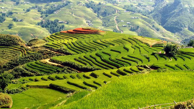 La rizière en terrasse à Sapa.