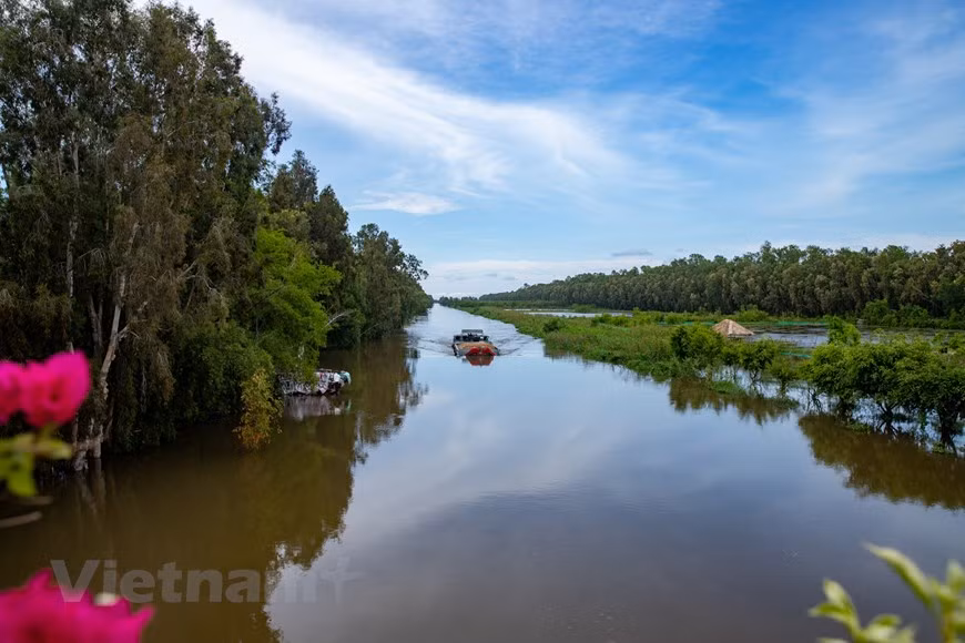 Située dans la commune de Van Giao, dans la province d’An Giang et non loin du fleuve Hâu, un bras du Mékong, Trà Su est une immense forêt inondée de près de 850 hectares. Cette forêt de cajeputiers abrite une faune et une flore très riches. 