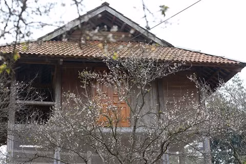 Un siècle, c’est la longévité moyenne d’une maison sur pilotis des Thai.