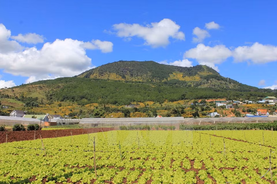 Le tournesols sauvages fleurissent le long des coteaux.