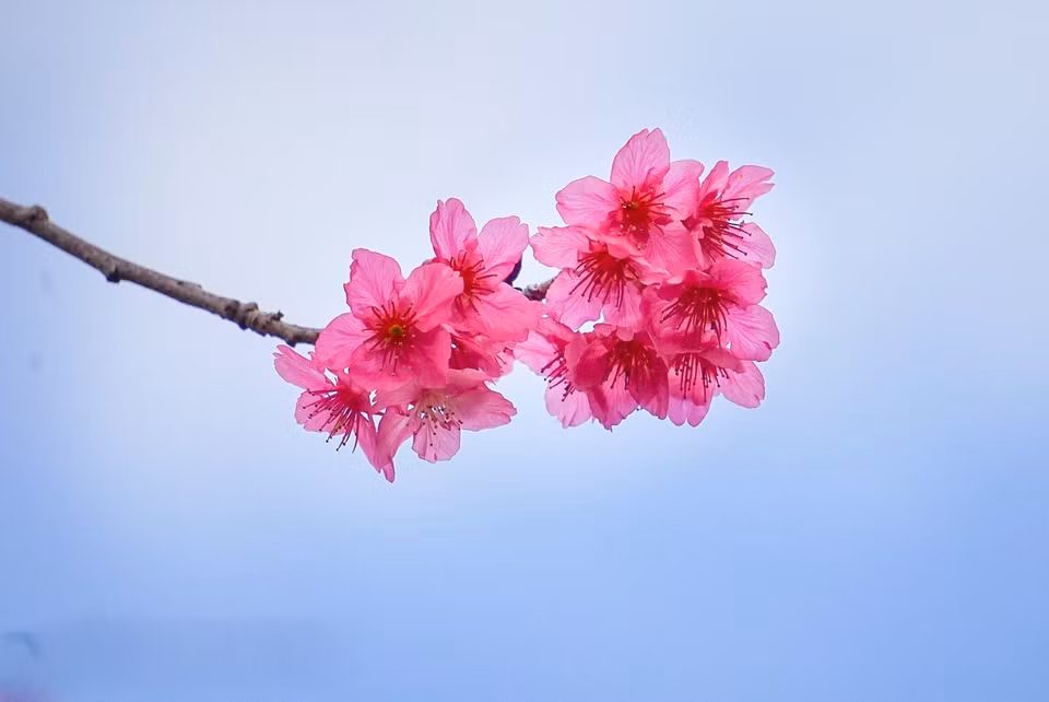 La beauté des sakura à Moc Chau (Son La). Photo: VNA 