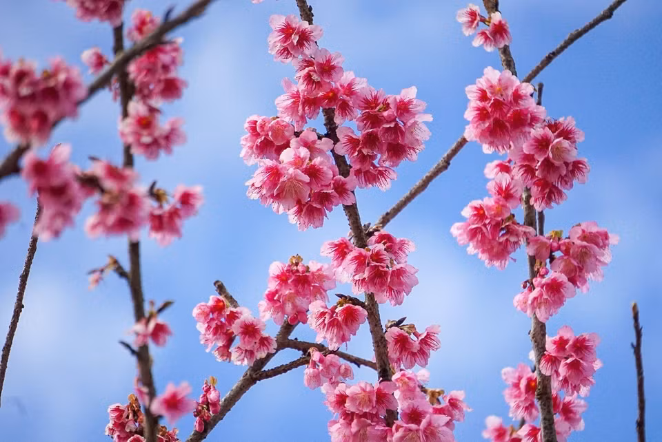 Les fleurs de cerisier (sakura) sont une fleur traditionnelle du Japon qui fleurit au printemps. Phot: VNA 